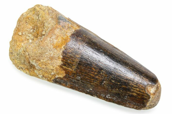 Fossil Spinosaurus Tooth - Feeding Worn Tooth #372889